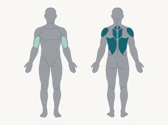 Back and arm muscles worked by a dumbbell row